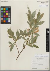 Foto von Salix lucida Muhl.